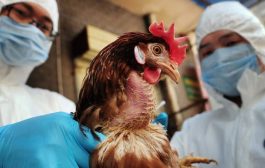 وفاة شخصين بأنفلونزا الطيور في الاعبوس واصابة اخرين