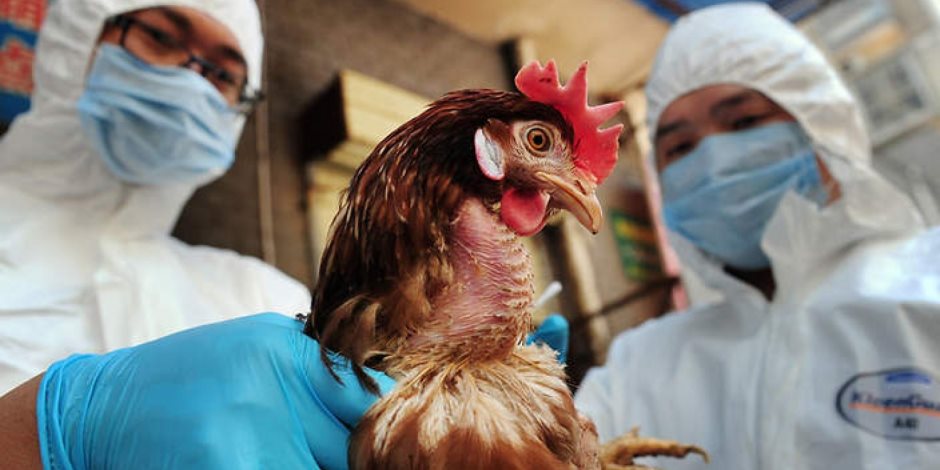وفاة شخصين بأنفلونزا الطيور في الاعبوس واصابة اخرين